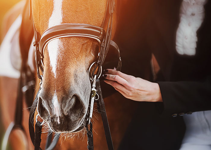 Équitation. Championnats de France Amateur : clap de fin au Boulerie